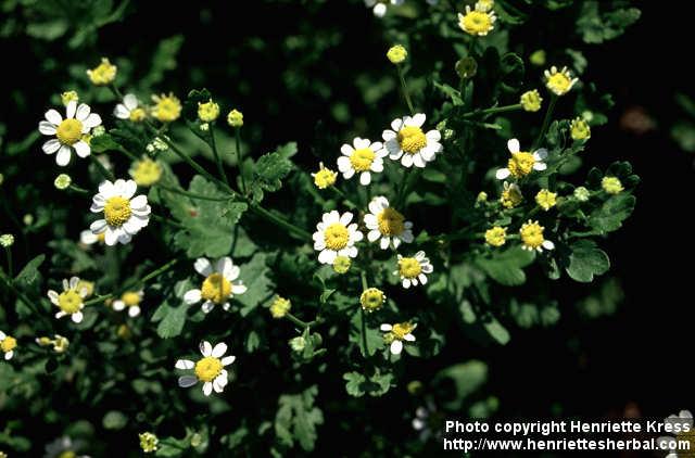 Photo: Tanacetum parthenium 10.