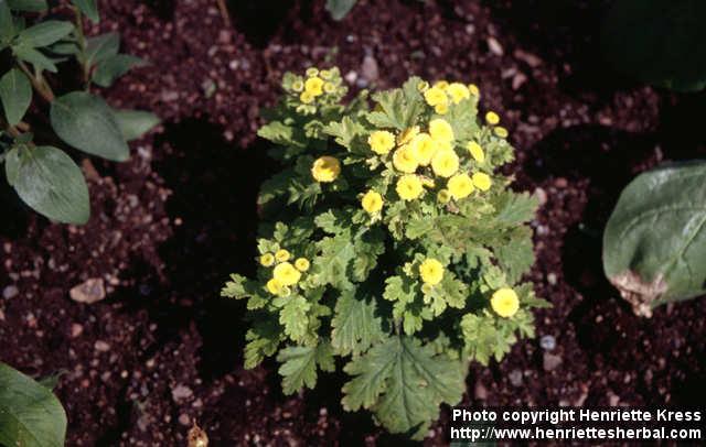 Photo: Tanacetum parthenium 11.