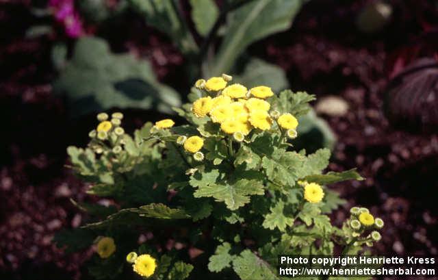 Photo: Tanacetum parthenium 12.