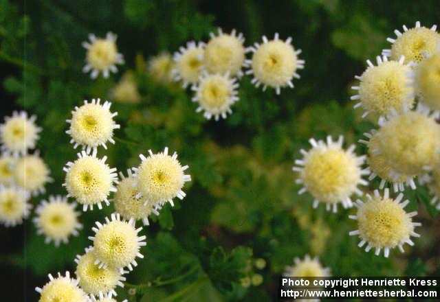 Photo: Tanacetum parthenium 4.