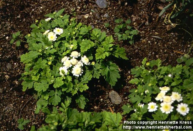 Photo: Tanacetum parthenium 5.