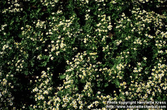 Photo: Tanacetum parthenium 8.