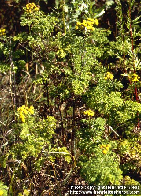 Photo: Tanacetum vulgare 5.