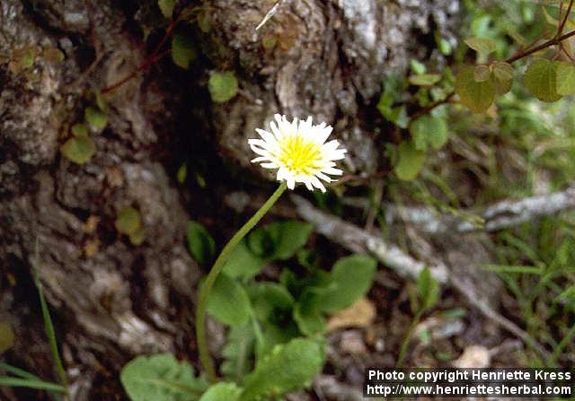 Photo: Taraxacum albidum 1.