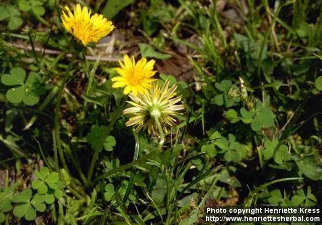 Photo: Taraxacum japonicum 1.