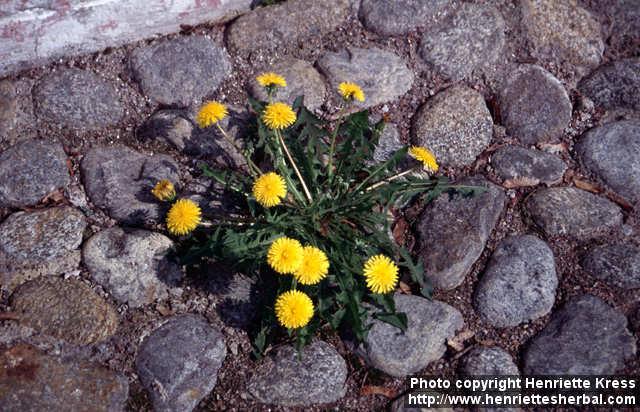 Photo: Taraxacum officinale 10.