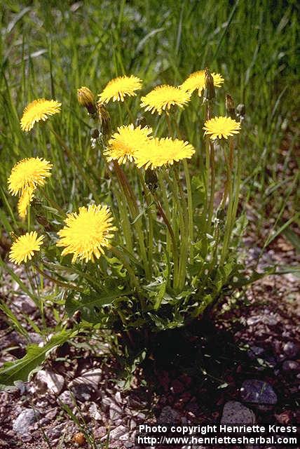 Photo: Taraxacum officinale 2.