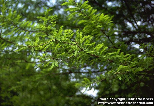 Photo: Taxodium distichum 1.