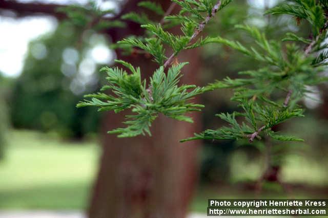 Photo: Taxodium distichum 4.