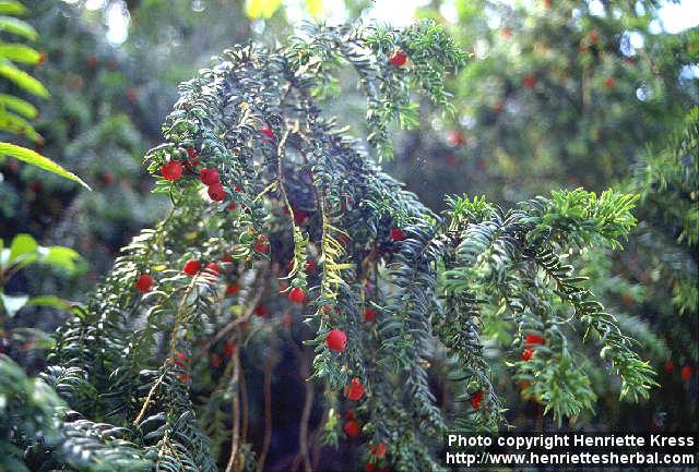 Photo: Taxus baccata 1.