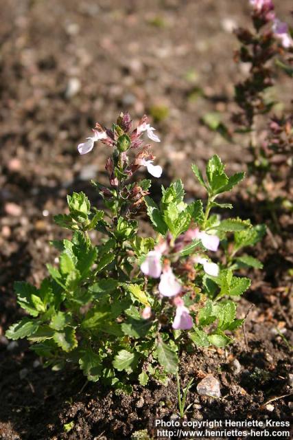 Photo: Teucrium chamaedrys 3.