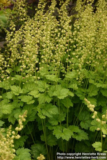 Photo: Tellima grandiflora 1.