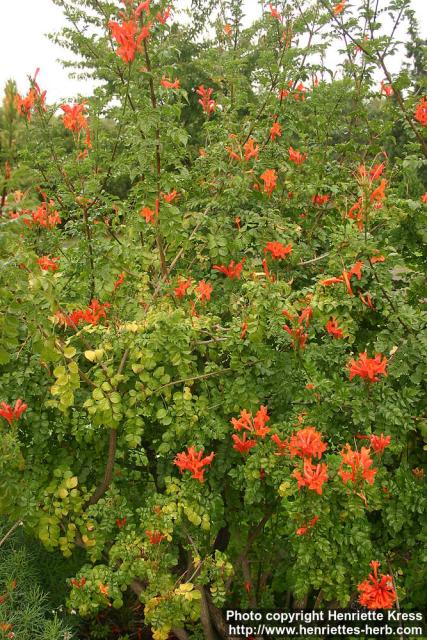 Photo: Tecomaria capensis.