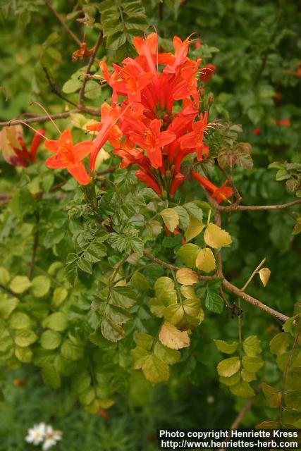 Photo: Tecomaria capensis 1.