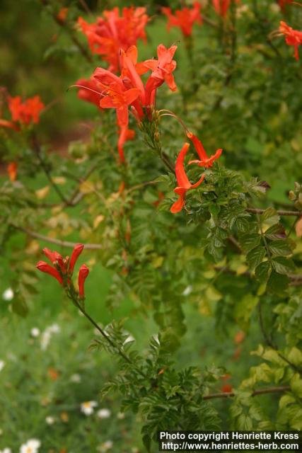 Photo: Tecomaria capensis 2.