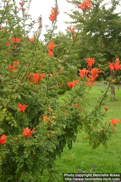 Photo: Tecomaria capensis 3.