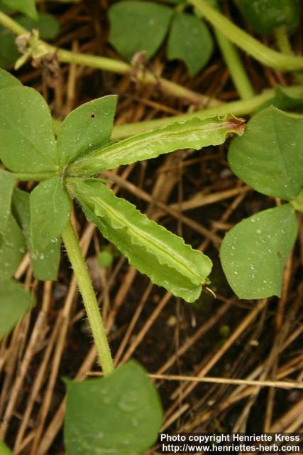 Photo: Tetragonolobus purpureus 7.