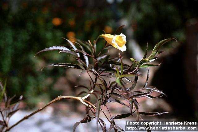 Photo: Tecoma stans.