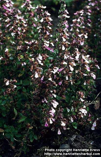 Photo: Teucrium chamaedrys 2.