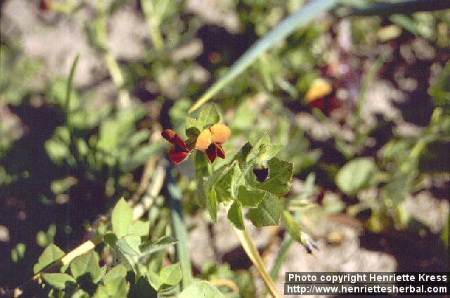 Photo: Tetragonolobus purpureus.