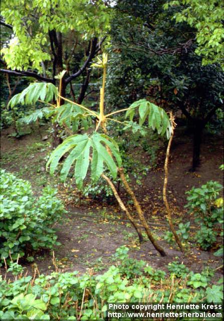 Photo: Tetrapanax papyriferus.