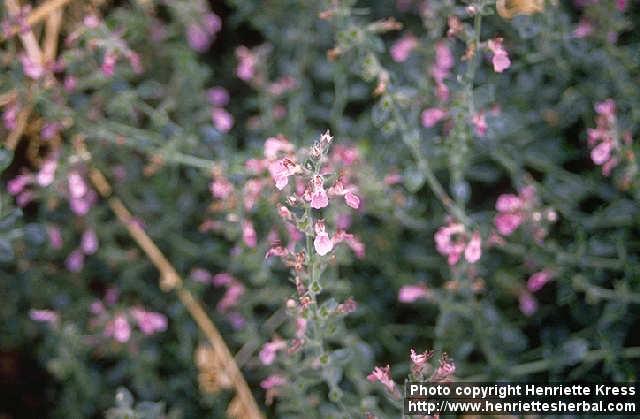 Photo: Teucrium chamaedrys 1.