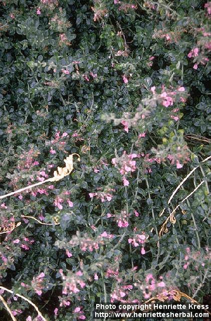 Photo: Teucrium chamaedrys.