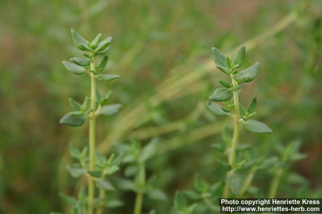 Photo: Thymus vulgaris 8.