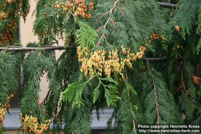 Photo: Thuja plicata 4.