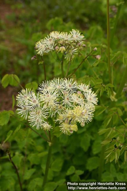 Photo: Thalictrum aquilegifolium 3.