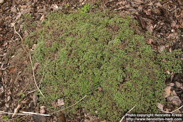 Photo: Thymus pseudolanuginosus.