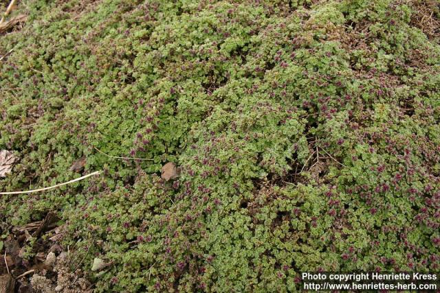 Photo: Thymus pseudolanuginosus 1.