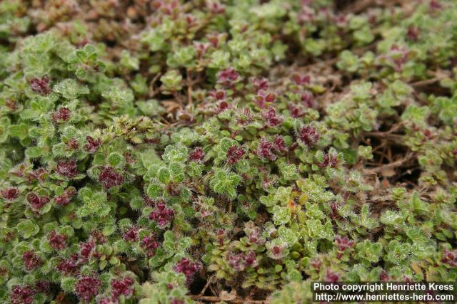 Photo: Thymus pseudolanuginosus 3.