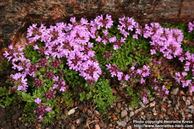 Photo: Thymus caespititius.