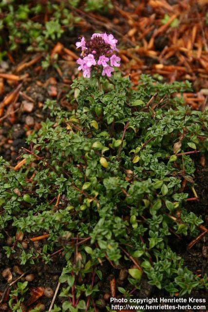 Photo: Thymus herba barona.