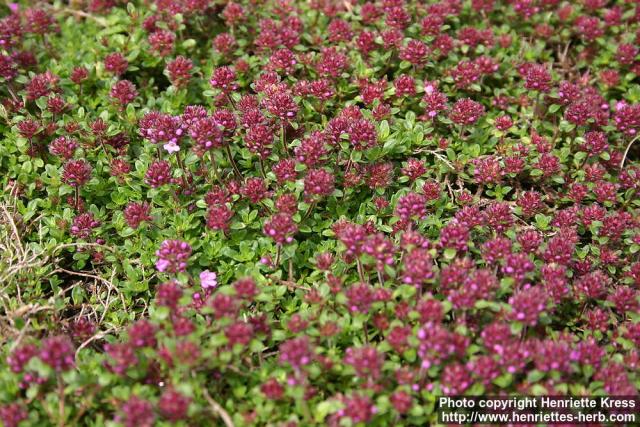 Photo: Thymus serpyllum 10.