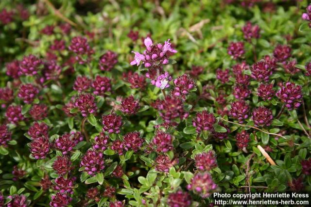 Photo: Thymus serpyllum 11.