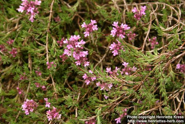 Photo: Thymus boissieri 1.