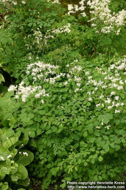 Photo: Thalictrum aquilegifolium 4.