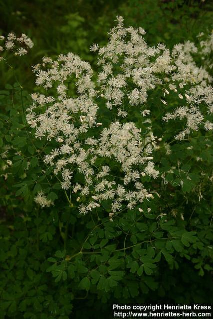 Photo: Thalictrum aquilegifolium 5.