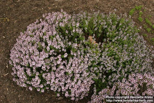 Photo: Thymus vulgaris 12.