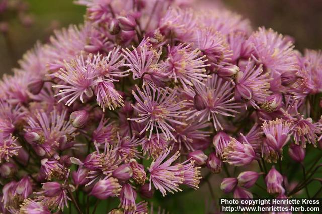 Photo: Thalictrum aquilegifolium 8.