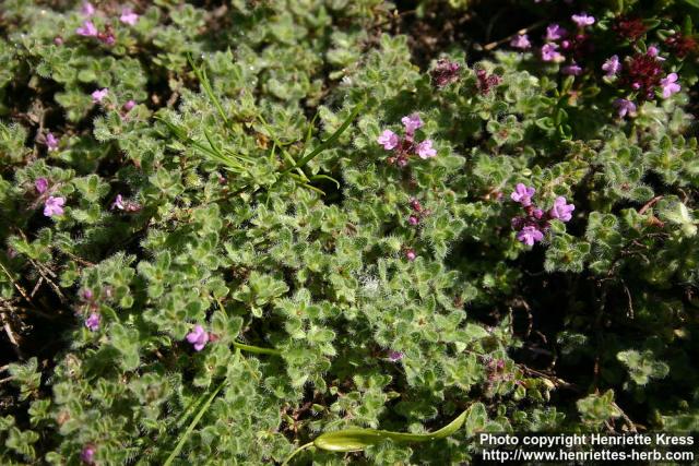 Photo: Thymus pseudolanuginosus 6.