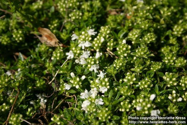 Photo: Thymus serpyllum 13.