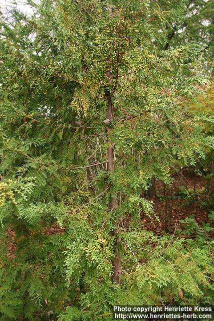 Photo: Thuja koraiensis.