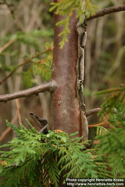 Photo: Thuja koraiensis 1.