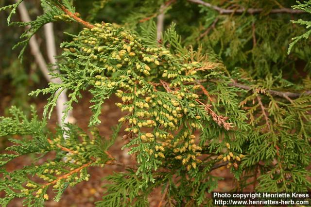 Photo: Thuja koraiensis 2.