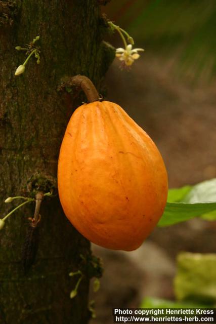 Photo: Theobroma cacao 5.