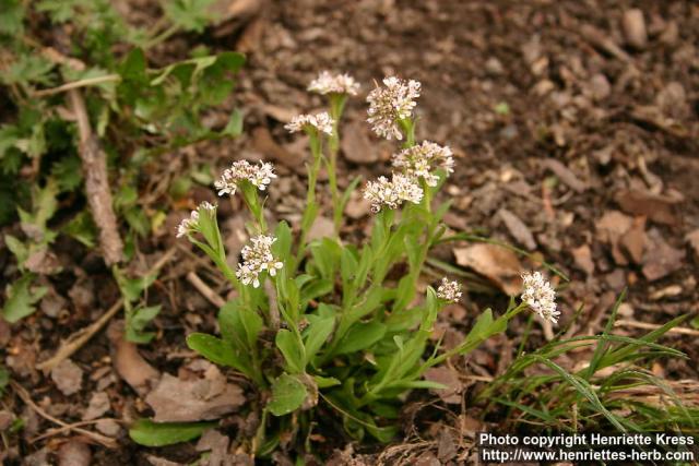 Photo: Thlaspi caerulescens 4.