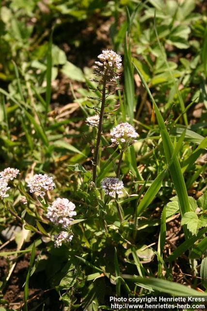 Photo: Thlaspi caerulescens 5.